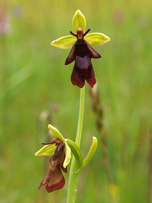 Ophrys insectifera